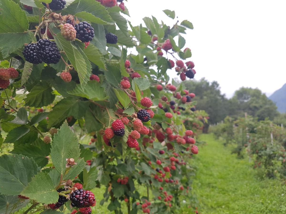 庞特内阿尔比Agriturismo La Giasena住宿加早餐旅馆 外观 照片