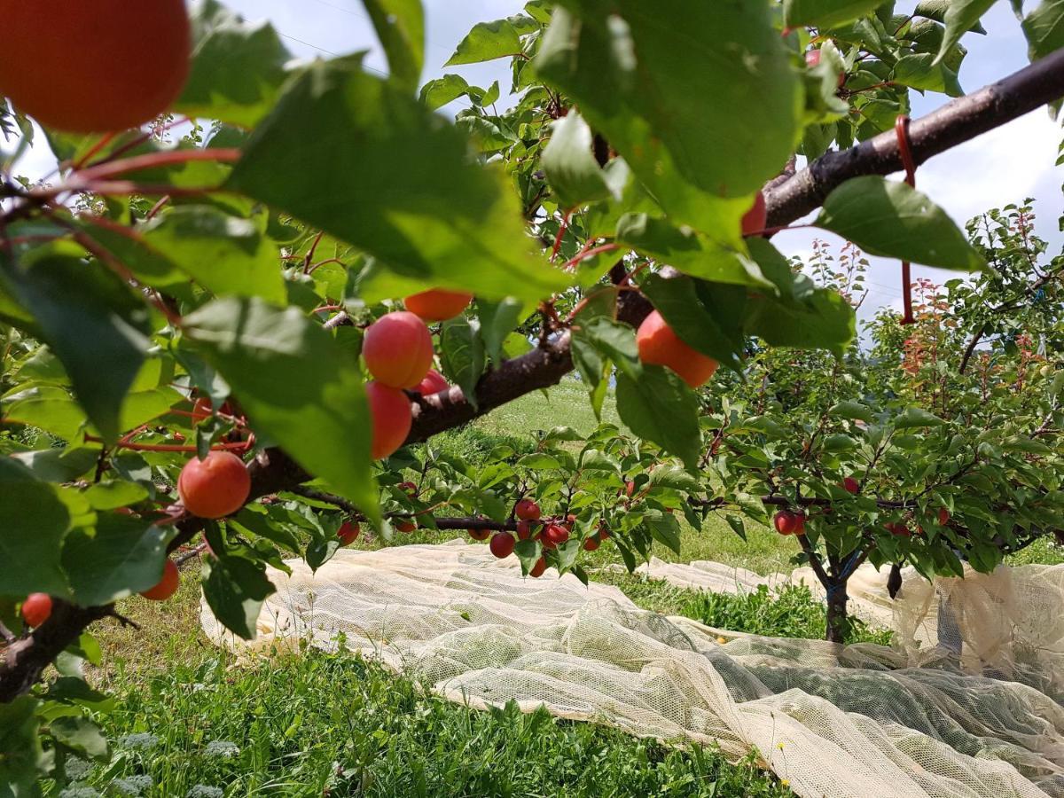 庞特内阿尔比Agriturismo La Giasena住宿加早餐旅馆 外观 照片