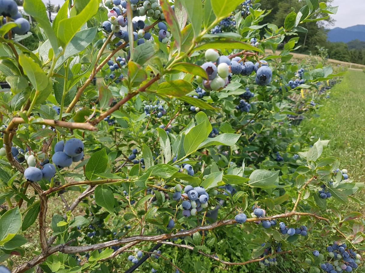 Agriturismo La Giasena 庞特内阿尔比 外观 照片