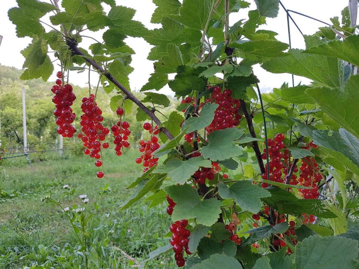 庞特内阿尔比Agriturismo La Giasena住宿加早餐旅馆 外观 照片