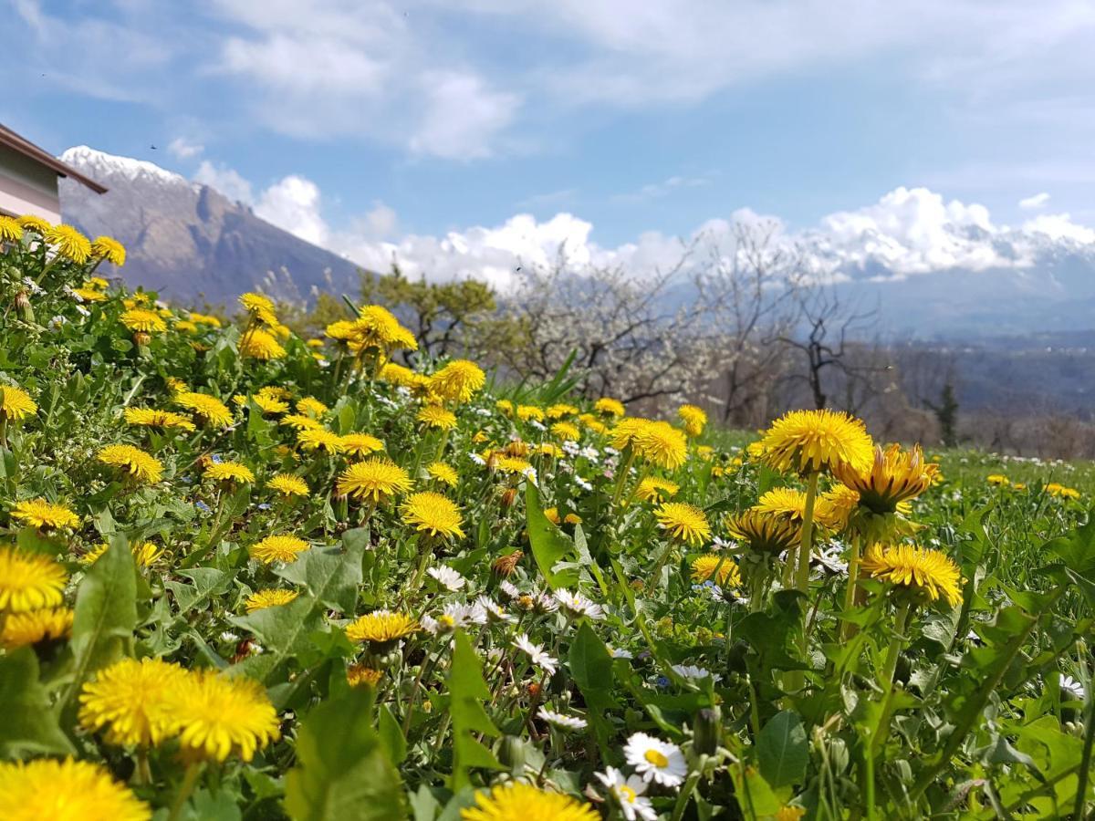 庞特内阿尔比Agriturismo La Giasena住宿加早餐旅馆 外观 照片