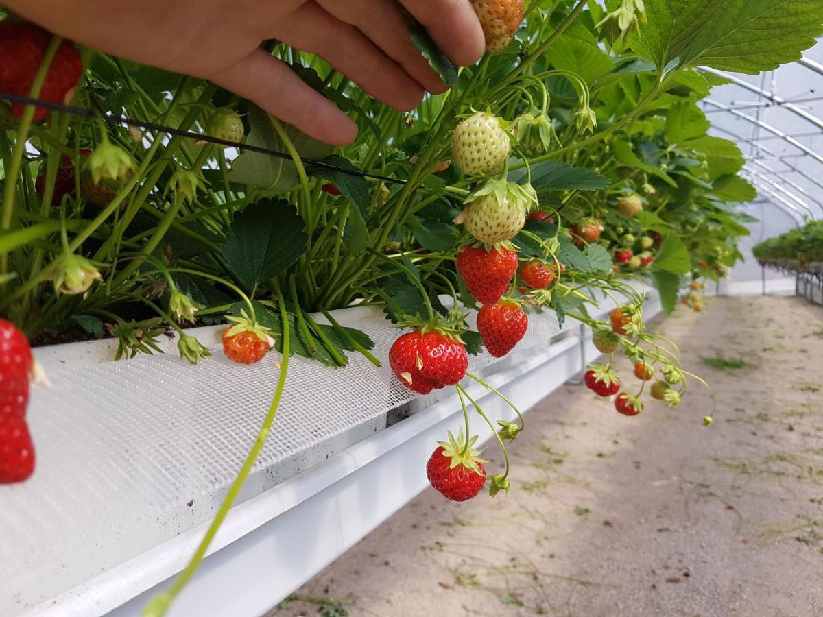 庞特内阿尔比Agriturismo La Giasena住宿加早餐旅馆 外观 照片