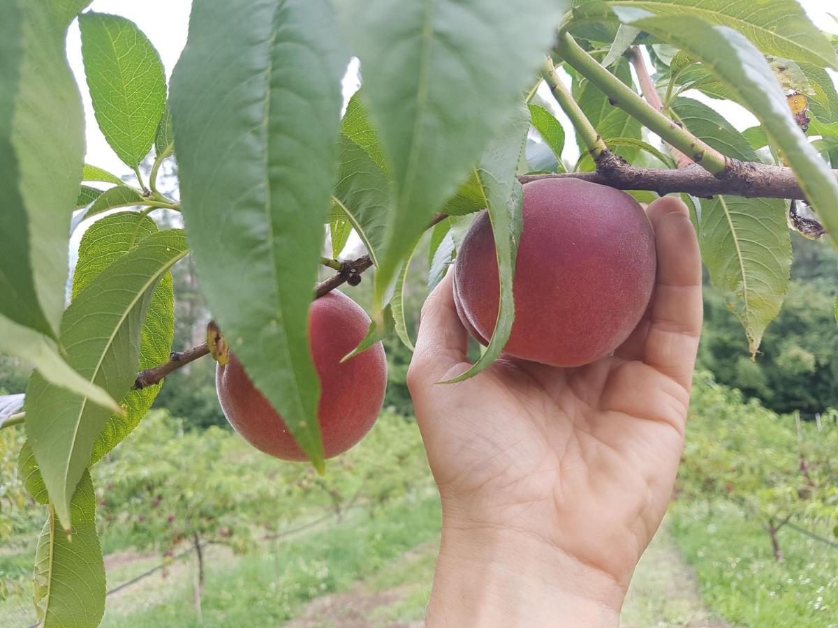 Agriturismo La Giasena 庞特内阿尔比 外观 照片
