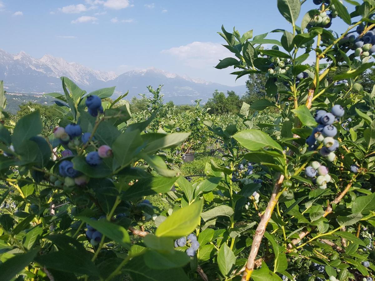 庞特内阿尔比Agriturismo La Giasena住宿加早餐旅馆 外观 照片