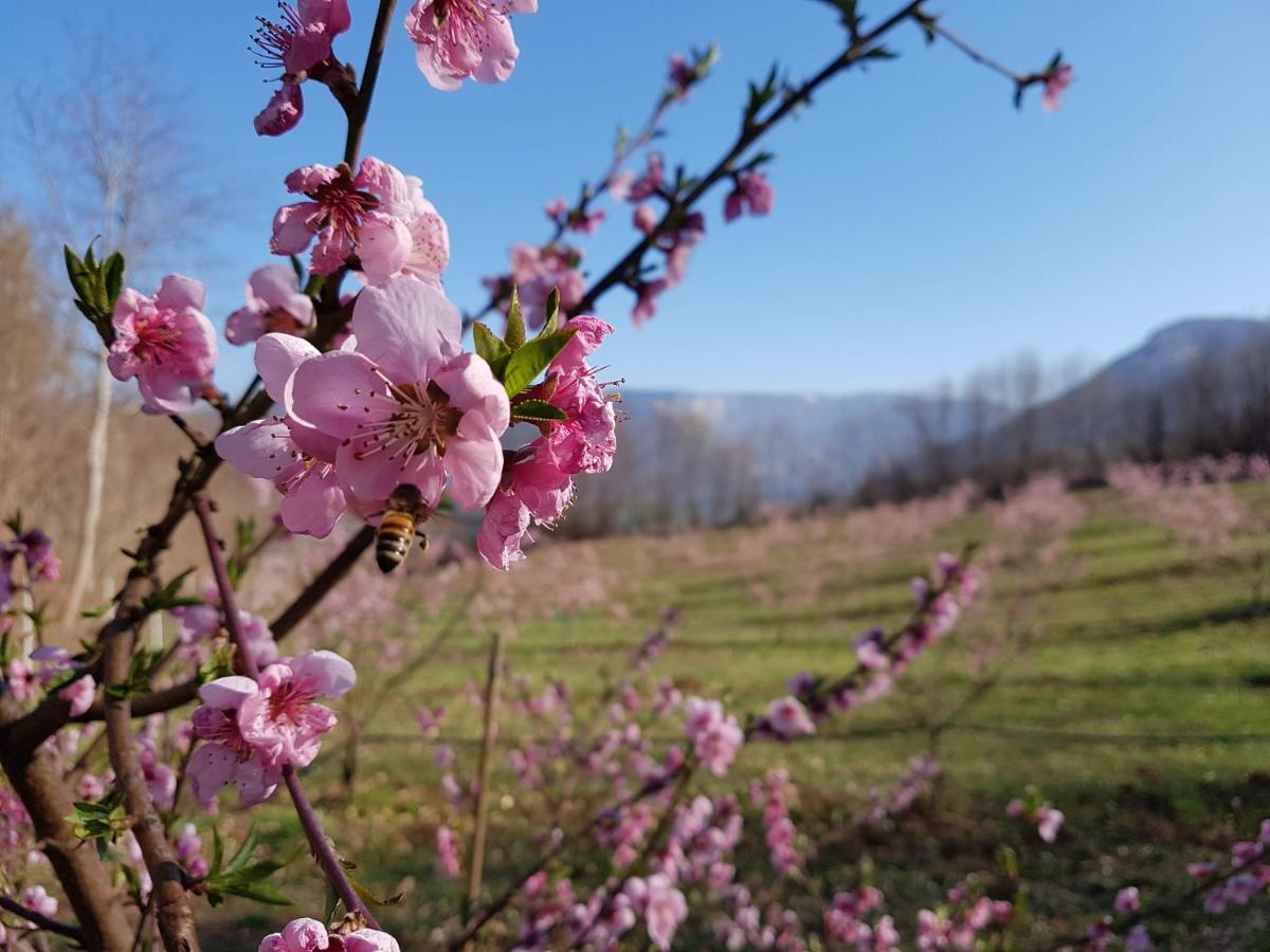 庞特内阿尔比Agriturismo La Giasena住宿加早餐旅馆 外观 照片