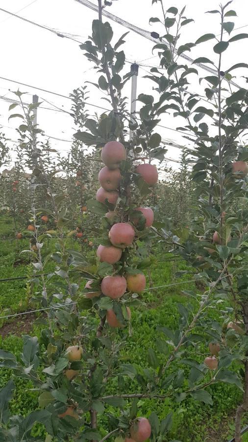 Agriturismo La Giasena 庞特内阿尔比 外观 照片