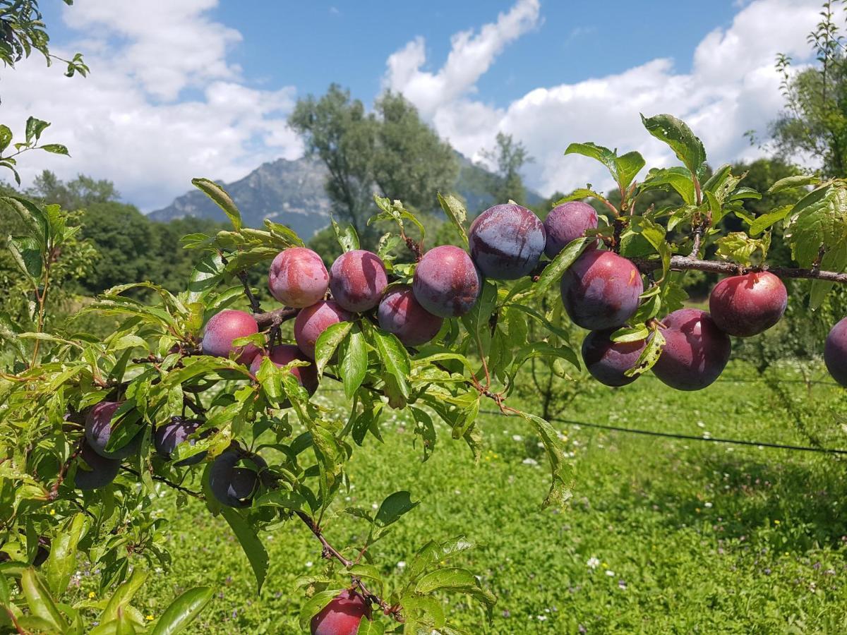 庞特内阿尔比Agriturismo La Giasena住宿加早餐旅馆 外观 照片